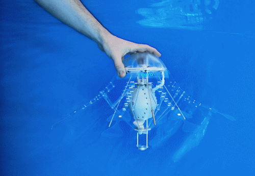 2festo_aquajelly_3.gif.