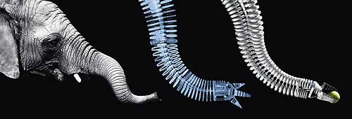 费斯托仿生处理助手大象鼻子