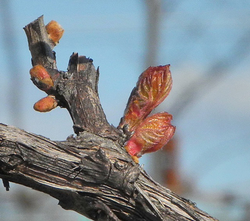 Shelburne-Vineyard——萌芽
